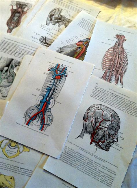 Medical Book Pages from Grey's Anatomy. 30 Pages Funky