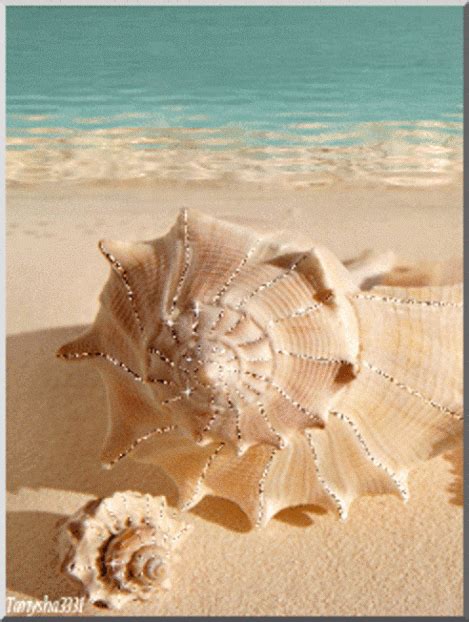 Shell on beach ~A collection of CLICK ON THE PICTURE (gif) AN WATCH IT COME TO LIFE. ....♡♥♡♥♡♥ ...