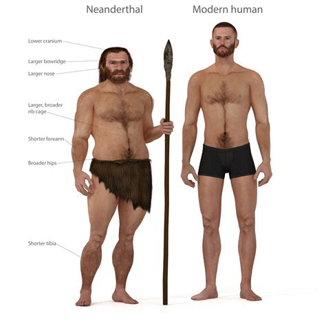 Neanderthal Vs Homosapien: Different Species Or Subspecies?