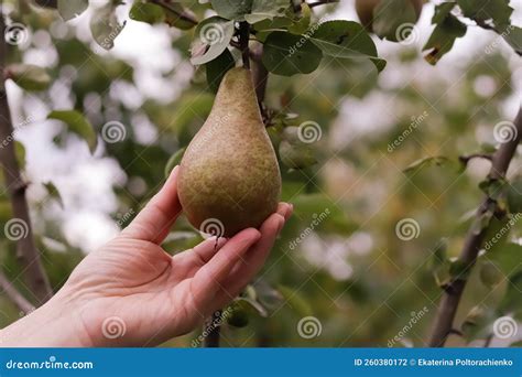 A Hand Plucks a Pear from a Tree Harvesting Pears in Autumn Pear Orchard Stock Photo - Image of ...