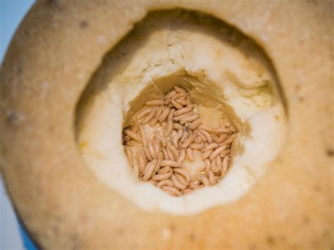 Where to find casu marzu maggot cheese | Photos | escape.com.au