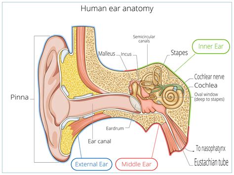 Ear Anatomy | Causes of Hearing Loss | Hearing Aids | Audiology