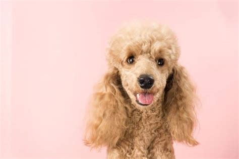 10 Simple Steps to Grooming Your Poodle At Home - The Dogington Post