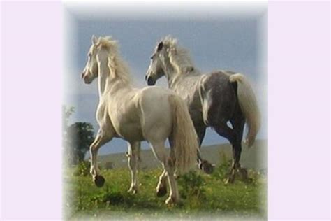 Tipperary Mountain Trekking Centre | Horse Riding | Borrisoleigh | Tipperary