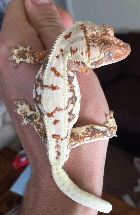 Pin by Megan Wolf on Cresties | Crested gecko, Pet lizards, Cute reptiles