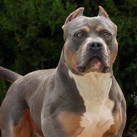 American Bully Xxl Blue Nose