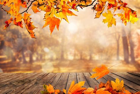 Fall Leaves Autumn - Free photo on Pixabay - Pixabay