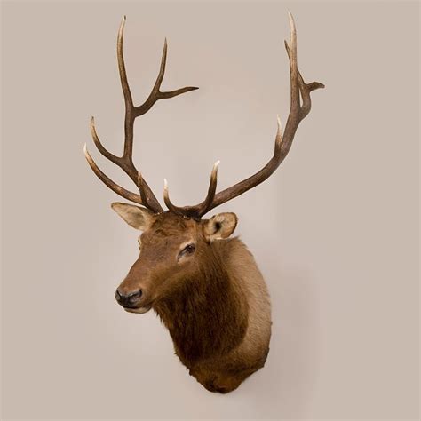 Elk Head Trophy Mount