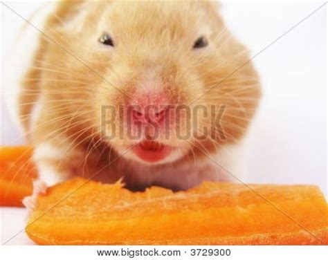 Mad Hamster Carrot Image & Photo | Bigstock