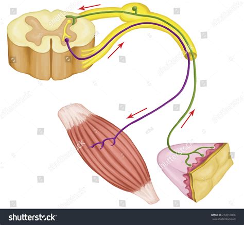 The Somatic Nervous System