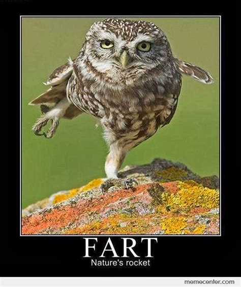 16 Funny Owl Memes - For Fum And Interesting Articles | Feafum