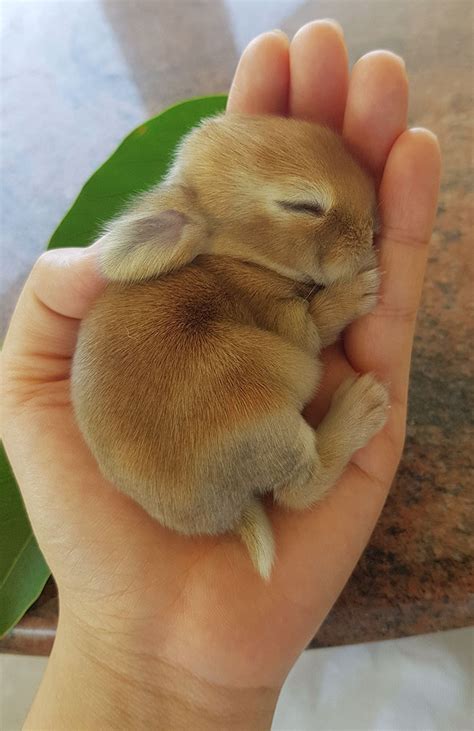 50 Bunnies Whose Cuteness Can’t Be Challenged | Bored Panda