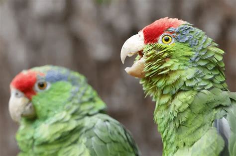 Red-crowned amazon Parrot, Mexican red parrot, Red-crowned Amazon