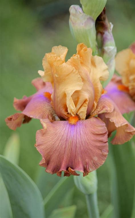 Photo of Tall Bearded Iris (Iris 'Candy Colours') uploaded by ARUBA1334 Brown Flowers, Iris ...