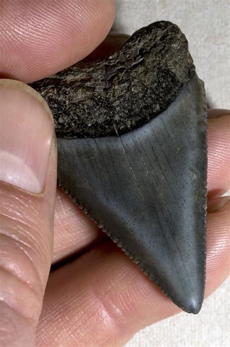 Great White Shark Tooth Fossil Photograph by Sinclair Stammers - Pixels