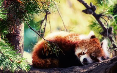 Red Panda Wallpapers - Wallpaper Cave