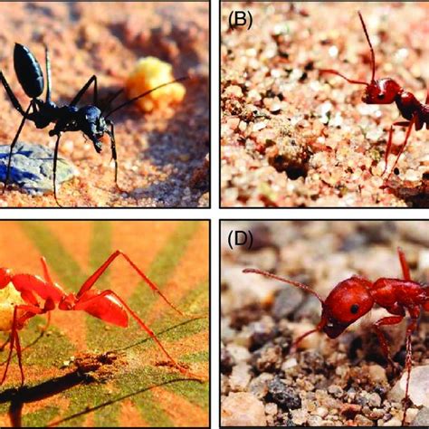 (PDF) Adaptations to thermal stress in social insects: recent advances and future directions