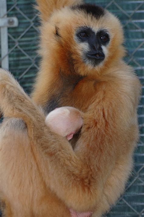 Gibbon Conservation Center Celebrates Birth of Critically Endangered Species - ZooBorns