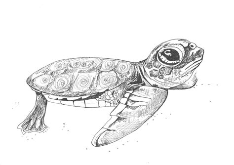 Loggerhead Sea Turtle Drawing at PaintingValley.com | Explore collection of Loggerhead Sea ...