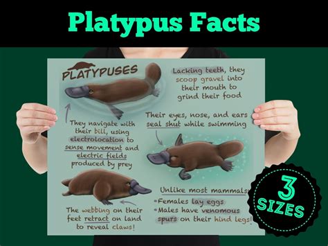 Platypuses Educational Poster Wildlife Fun Facts for Kids and | Etsy