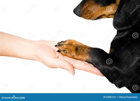 Friendship between Human and Dog Stock Image - Image of trust, retriever: 24087231