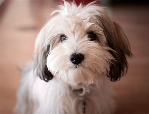 Click visit site and Check out Hot HAVANESE Shirts. This website is excellent. Tip: You can ...