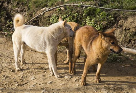 Male and Female Dog Mating Cross-breed Stock Photo - Image of male ...