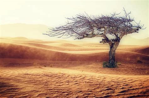 drought, climate, nature, landscape, environment, water scarcity, ecology, earth, summer, ground ...