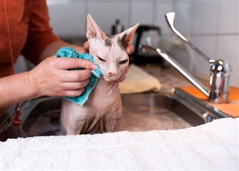 Sphynx Cat Bath: What you need to know when bathing Sphynx cats