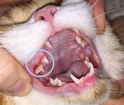 List 92+ Wallpaper Photos Of Mouth Ulcers In Cats Latest