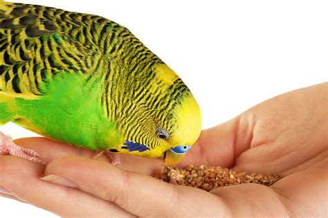 Budgie Food List | Budgie Food | Budgies | Guide | Omlet UK