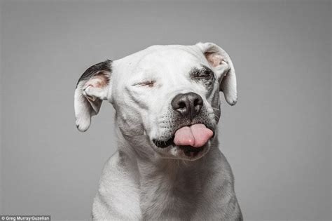 Hilarious Portraits Of Dogs Eating Peanut Butter By Photographer Greg ...