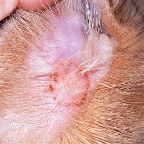 What is ringworm in cats? — Fluffydolls Catfe