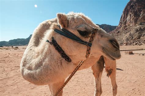 White camel Photograph by Alfredo Garza - Fine Art America