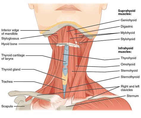 Module 24: Muscles and Triangles of the Neck – Anatomy 337 eReader