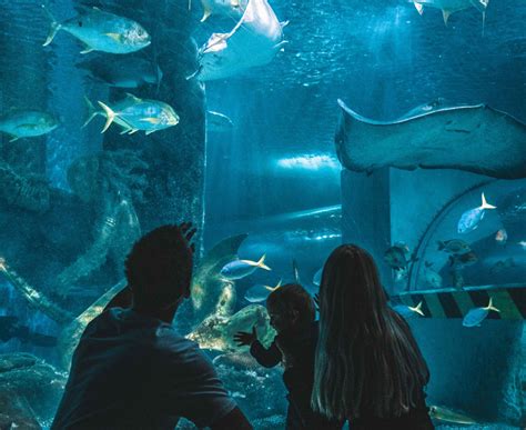 Under The Sea at SEA LIFE Melbourne Aquarium - The Guide You Need To Read!