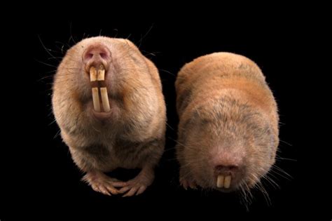 Mechow’s Mole Rats (Fukomys mechowii) - Joel Sartore