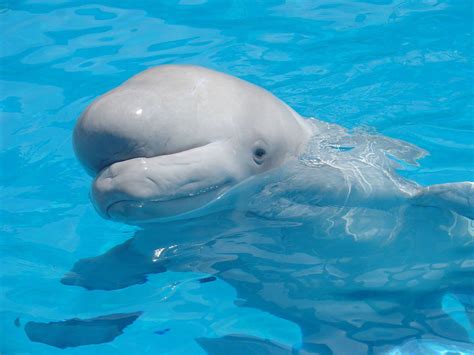 Beluga speaks dolphin to fit in - Divernet