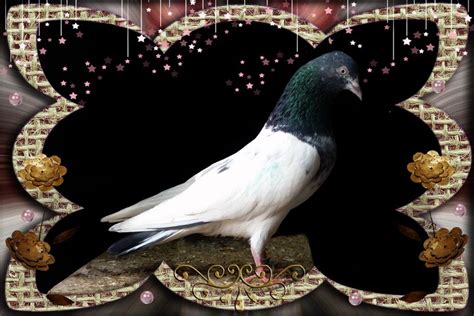 Rampuri Kabootar | Bankay Kabootar | Beautiful Pigeons Site ~ Kabootar Baaz | Pakistani Tipplers ...