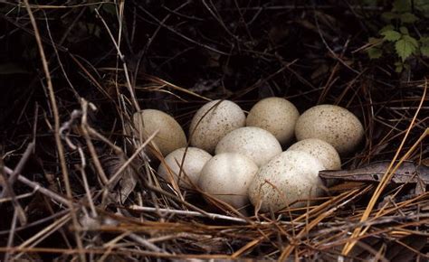 Florida Memory • Turkey nest with 9 eggs at Fisheating Creek - Glades County, Florida.