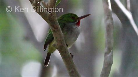 Puerto Rican Tody Todus mexicanus | Focusing on Wildlife