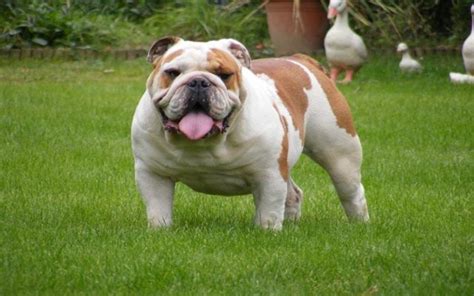 Miniature Bulldog