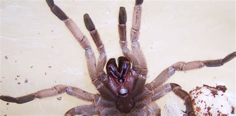 Tarantula venom: a new selective, effective edible insecticide