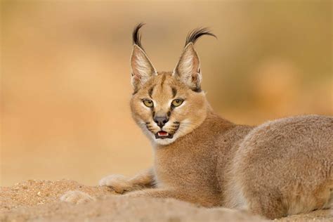 10 ข้อเท็จจริง Caracal ที่น่าทึ่ง | Newagepitbulls