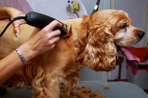 A Guide to Cocker Spaniel Grooming Styles - Spaniel Advisor