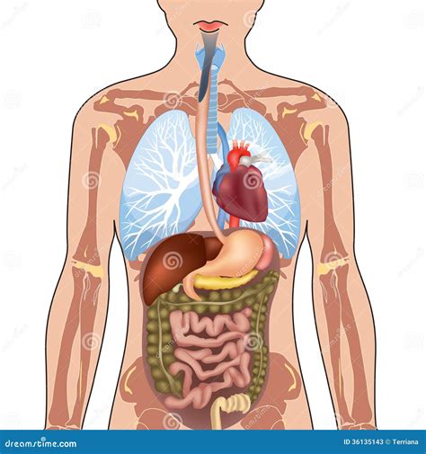 Human Body Anatomy. Stock Photos - Image: 36135143