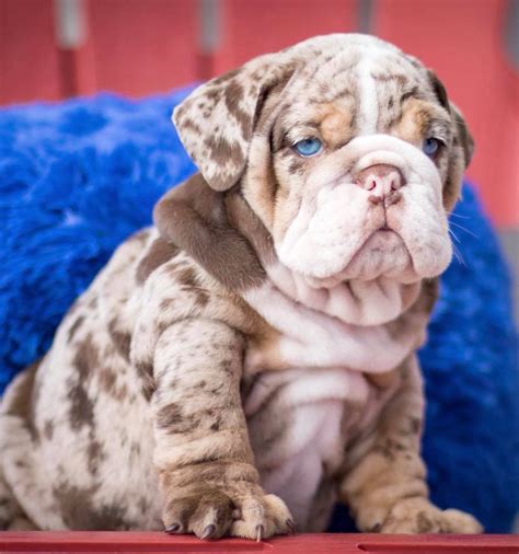 Old English Bulldog Puppies Mn : Old English Bulldog Puppies For Sale ...