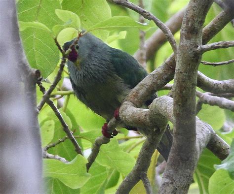 Birding Poole Harbour & Beyond: 7 Nov 14 - More Henderson Island Endemics