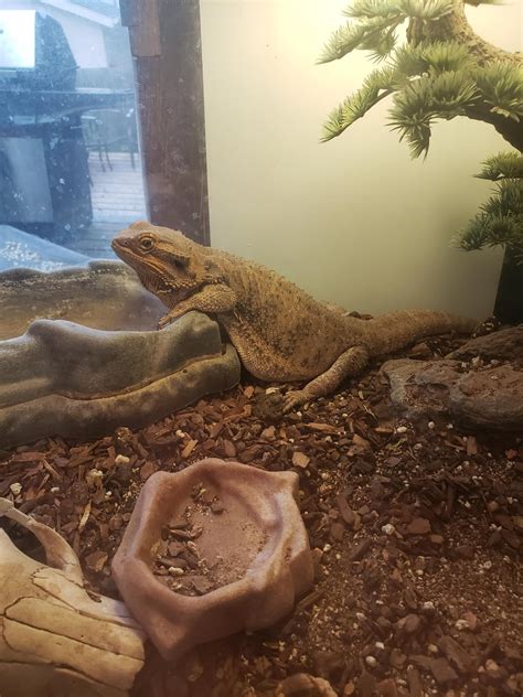 Featherless + Biped = Human : r/BeardedDragons