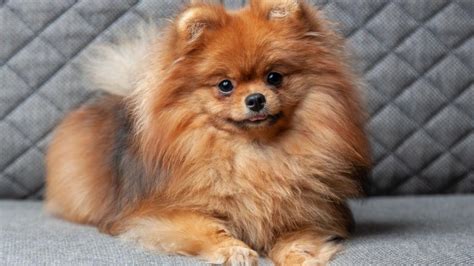 Are Pomeranians Smart Dogs